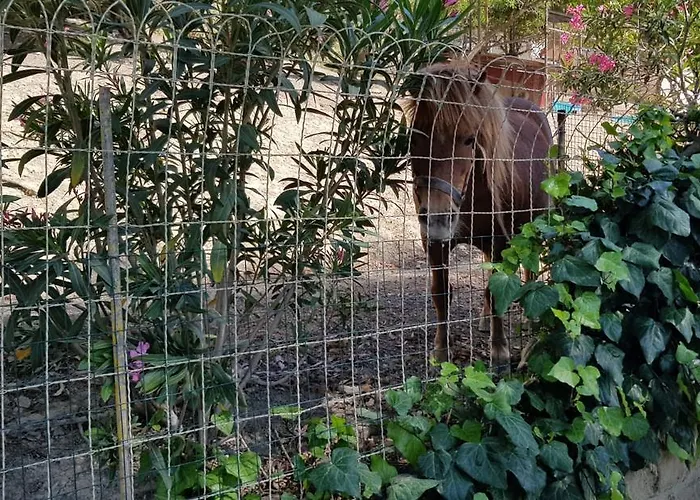 住宿加早餐酒店 - Da Pietro -